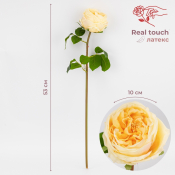 ФОТО КАРТИНКИ ЗОБРАЖЕННЯ Штучна піоновидна троянда з ефектом живого дотику, кремова, 53 см BOHODAR 2025-023 РОЗДРІБ ОПТ ГУРТ ГУРТОМ ОПТОМ! З ЄВРОПИ! ЯКІСТЬ! Купити Львів Характеристики Ціна Оплата Доставка "БОГОДАР" ІНТЕРНЕТ-МАГАЗИН Огляд Рейтинг Порівняння Як вибрати Якісний