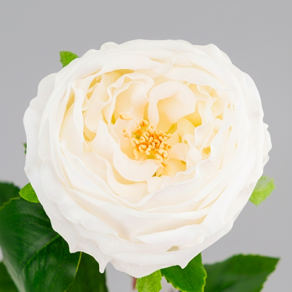 ФОТО КАРТИНКИ ЗОБРАЖЕННЯ Штучна піоновидна троянда з ефектом живого дотику, біла, 53 см BOHODAR 2025-026 РОЗДРІБ ОПТ ГУРТ ГУРТОМ ОПТОМ! З ЄВРОПИ! ЯКІСТЬ! Купити Львів Характеристики Ціна Оплата Доставка "БОГОДАР" ІНТЕРНЕТ-МАГАЗИН Огляд Рейтинг Порівняння Як вибрати Якісний