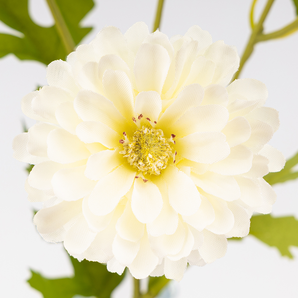 ФОТО КАРТИНКИ ЗОБРАЖЕННЯ Штучна хризантема, біла, 55 см ВРЯТОВАНА ПОЗИЦІЯ BOHODAR 9259-015 РОЗДРІБ ОПТ ГУРТ ГУРТОМ ОПТОМ! З ЄВРОПИ! ЯКІСТЬ! Купити Львів Характеристики Ціна Оплата Доставка "БОГОДАР" ІНТЕРНЕТ-МАГАЗИН Огляд Рейтинг Порівняння Як вибрати Якісний