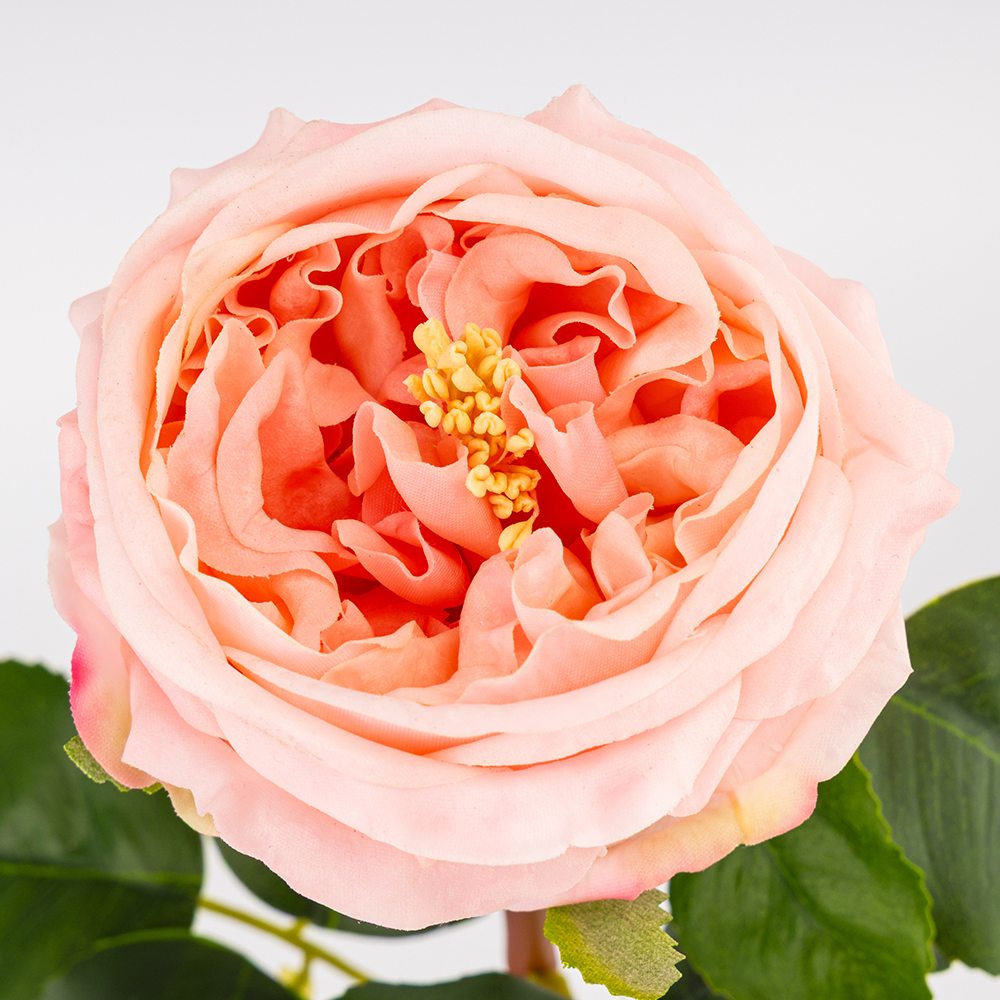 ФОТО КАРТИНКИ ЗОБРАЖЕННЯ Штучна піоновидна троянда з ефектом живого дотику, пудрова, 53 см BOHODAR 2025-027 РОЗДРІБ ОПТ ГУРТ ГУРТОМ ОПТОМ! З ЄВРОПИ! ЯКІСТЬ! Купити Львів Характеристики Ціна Оплата Доставка "БОГОДАР" ІНТЕРНЕТ-МАГАЗИН Огляд Рейтинг Порівняння Як вибрати Якісний