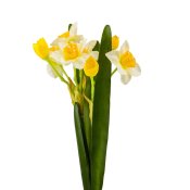 ФОТО КАРТИНКИ ЗОБРАЖЕННЯ Букет нарцисів “Весняне пробудження”, білий, 56 см BOHODAR 9214-001 РОЗДРІБ ОПТ ГУРТ ГУРТОМ ОПТОМ! З ЄВРОПИ! ЯКІСТЬ! Купити Львів Характеристики Ціна Оплата Доставка "БОГОДАР" ІНТЕРНЕТ-МАГАЗИН Огляд Рейтинг Порівняння Як вибрати Якісний