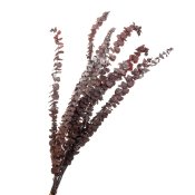 ФОТО КАРТИНКИ ЗОБРАЖЕННЯ Евкаліпт Червоний, стабілізований BOHODAR 8213-024 РОЗДРІБ ОПТ ГУРТ ГУРТОМ ОПТОМ! З ЄВРОПИ! ЯКІСТЬ! Купити Львів Характеристики Ціна Оплата Доставка "БОГОДАР" ІНТЕРНЕТ-МАГАЗИН Огляд Рейтинг Порівняння Як вибрати Якісний