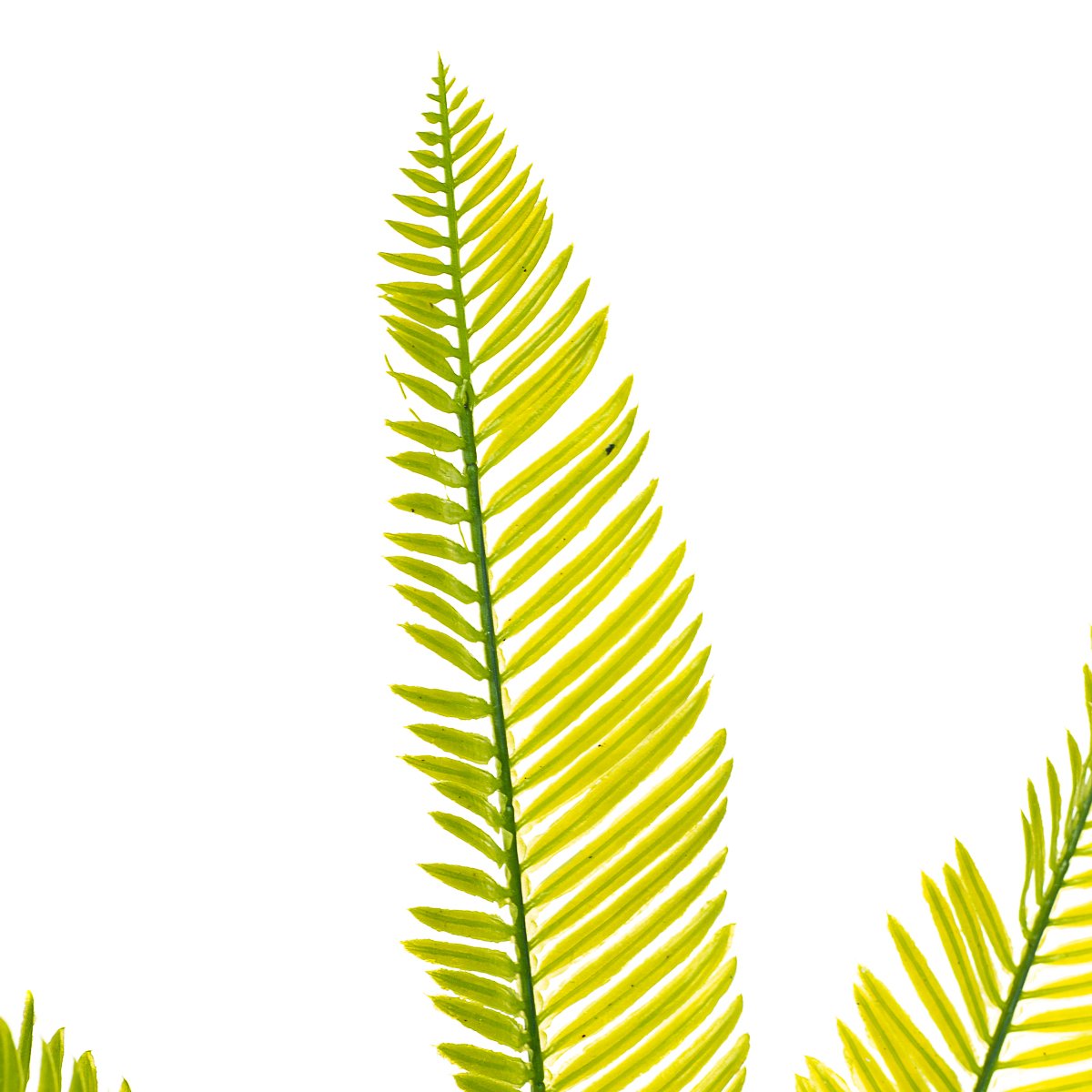 ФОТО КАРТИНКИ ЗОБРАЖЕННЯ Кущ папороті жовто-зелений довголистий штучний BOHODAR 8408-062 РОЗДРІБ ОПТ ГУРТ ГУРТОМ ОПТОМ! З ЄВРОПИ! ЯКІСТЬ! Купити Львів Характеристики Ціна Оплата Доставка "БОГОДАР" ІНТЕРНЕТ-МАГАЗИН Огляд Рейтинг Порівняння Як вибрати Якісний