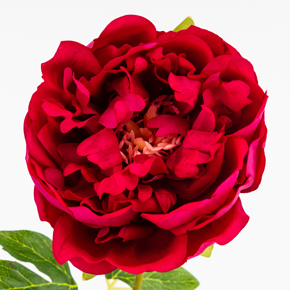 ФОТО КАРТИНКИ ЗОБРАЖЕННЯ Штучна півонія з ефектом живого дотику, рожева, 60 см BOHODAR 2025-008 РОЗДРІБ ОПТ ГУРТ ГУРТОМ ОПТОМ! З ЄВРОПИ! ЯКІСТЬ! Купити Львів Характеристики Ціна Оплата Доставка "БОГОДАР" ІНТЕРНЕТ-МАГАЗИН Огляд Рейтинг Порівняння Як вибрати Якісний