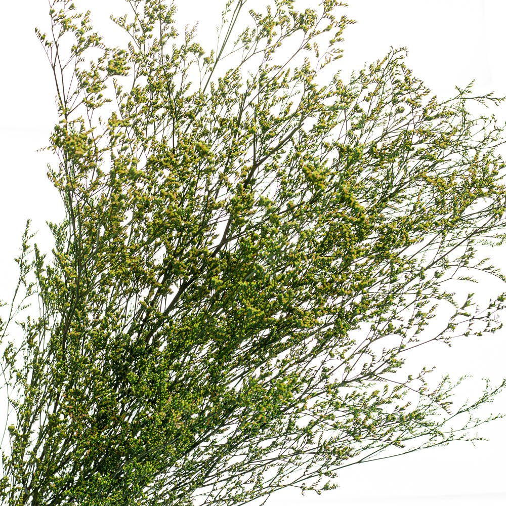 ФОТО КАРТИНКИ ЗОБРАЖЕННЯ Декоративна гілка Зелена, стабілізована BOHODAR 8213-010 РОЗДРІБ ОПТ ГУРТ ГУРТОМ ОПТОМ! З ЄВРОПИ! ЯКІСТЬ! Купити Львів Характеристики Ціна Оплата Доставка "БОГОДАР" ІНТЕРНЕТ-МАГАЗИН Огляд Рейтинг Порівняння Як вибрати Якісний