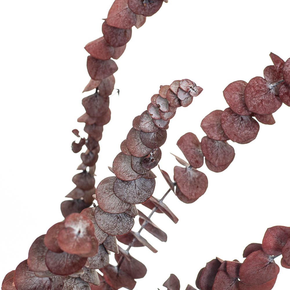 ФОТО КАРТИНКИ ЗОБРАЖЕННЯ Евкаліпт Червоний, стабілізований BOHODAR 8213-024 РОЗДРІБ ОПТ ГУРТ ГУРТОМ ОПТОМ! З ЄВРОПИ! ЯКІСТЬ! Купити Львів Характеристики Ціна Оплата Доставка "БОГОДАР" ІНТЕРНЕТ-МАГАЗИН Огляд Рейтинг Порівняння Як вибрати Якісний