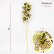 ФОТО КАРТИНКИ ЗОБРАЖЕННЯ Латексна орхідея, зелено-кремова, 76 см ВРЯТОВАНА ПОЗИЦІЯ BOHODAR 9259-085 РОЗДРІБ ОПТ ГУРТ ГУРТОМ ОПТОМ! З ЄВРОПИ! ЯКІСТЬ! Купити Львів Характеристики Ціна Оплата Доставка "БОГОДАР" ІНТЕРНЕТ-МАГАЗИН Огляд Рейтинг Порівняння Як вибрати Якісний