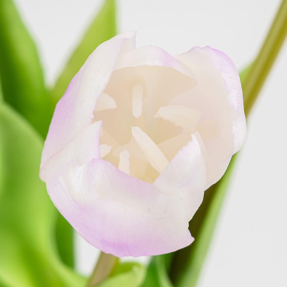 ФОТО КАРТИНКИ ЗОБРАЖЕННЯ Букет латексних тюльпанів, 5 бутонів, біло-фіолетовий, 45 см BOHODAR 2026-002/violet РОЗДРІБ ОПТ ГУРТ ГУРТОМ ОПТОМ! З ЄВРОПИ! ЯКІСТЬ! Купити Львів Характеристики Ціна Оплата Доставка "БОГОДАР" ІНТЕРНЕТ-МАГАЗИН Огляд Рейтинг Порівняння Як вибрати Якісний