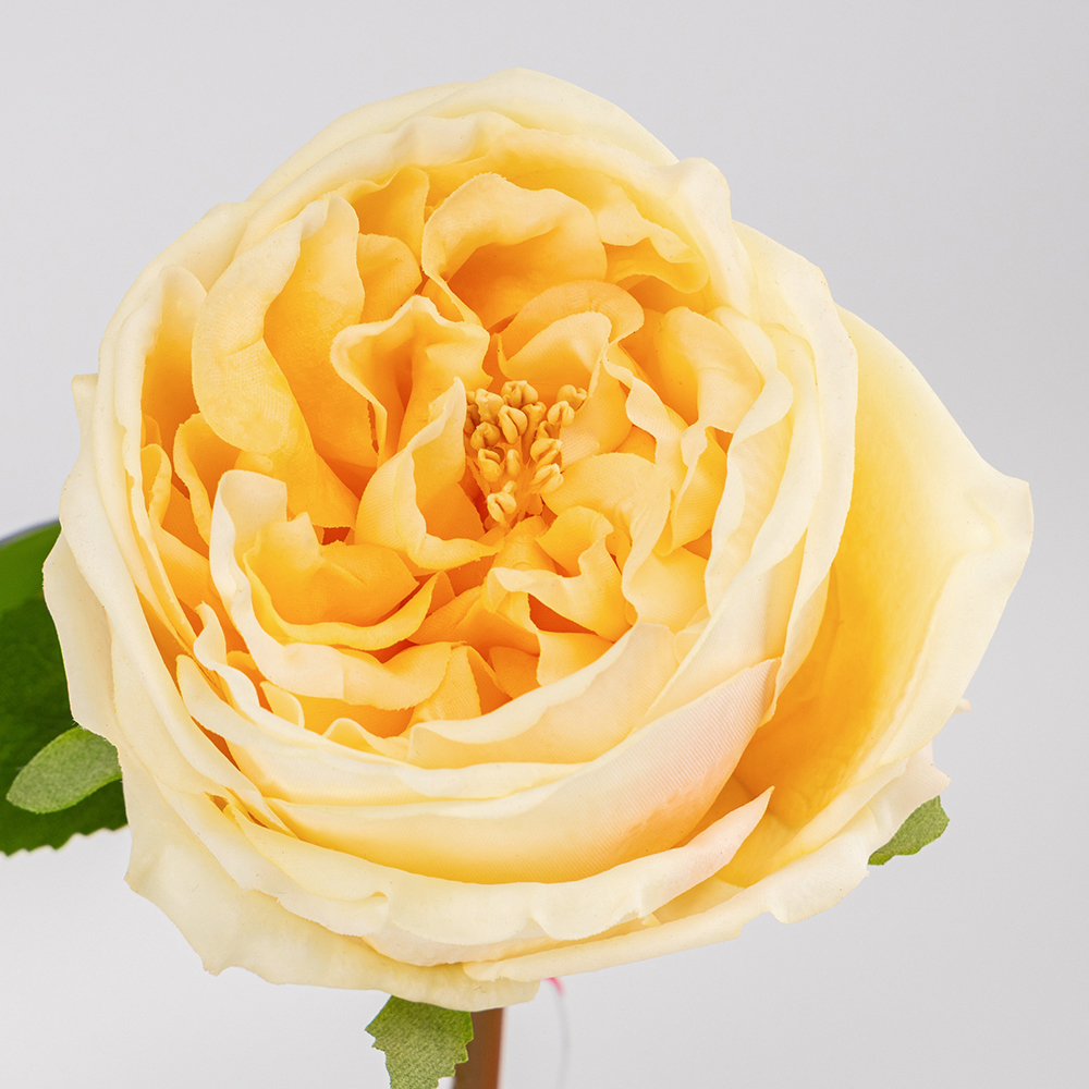 ФОТО КАРТИНКИ ЗОБРАЖЕННЯ Штучна піоновидна троянда з ефектом живого дотику, кремова, 53 см BOHODAR 2025-023 РОЗДРІБ ОПТ ГУРТ ГУРТОМ ОПТОМ! З ЄВРОПИ! ЯКІСТЬ! Купити Львів Характеристики Ціна Оплата Доставка "БОГОДАР" ІНТЕРНЕТ-МАГАЗИН Огляд Рейтинг Порівняння Як вибрати Якісний