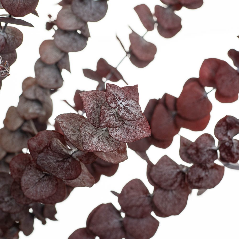 ФОТО КАРТИНКИ ЗОБРАЖЕННЯ Евкаліпт Червоний, стабілізований BOHODAR 8213-024 РОЗДРІБ ОПТ ГУРТ ГУРТОМ ОПТОМ! З ЄВРОПИ! ЯКІСТЬ! Купити Львів Характеристики Ціна Оплата Доставка "БОГОДАР" ІНТЕРНЕТ-МАГАЗИН Огляд Рейтинг Порівняння Як вибрати Якісний