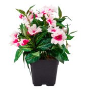 ФОТО КАРТИНКИ ЗОБРАЖЕННЯ Бальзамін, 28 см BOHODAR 4735K76 РОЗДРІБ ОПТ ГУРТ ГУРТОМ ОПТОМ! З ЄВРОПИ! ЯКІСТЬ! Купити Львів Характеристики Ціна Оплата Доставка "БОГОДАР" ІНТЕРНЕТ-МАГАЗИН Огляд Рейтинг Порівняння Як вибрати Якісний