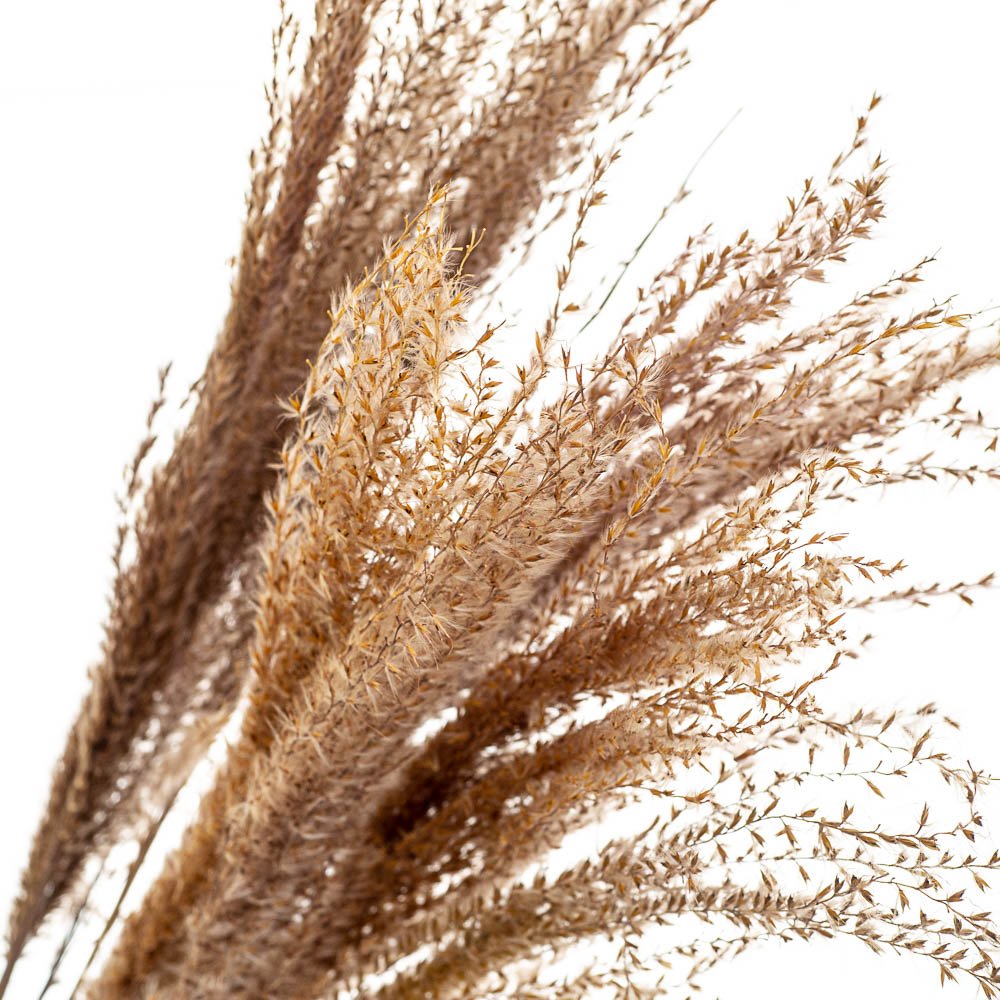 ФОТО КАРТИНКИ ЗОБРАЖЕННЯ Ковила, стабілізована BOHODAR 8213-049 РОЗДРІБ ОПТ ГУРТ ГУРТОМ ОПТОМ! З ЄВРОПИ! ЯКІСТЬ! Купити Львів Характеристики Ціна Оплата Доставка "БОГОДАР" ІНТЕРНЕТ-МАГАЗИН Огляд Рейтинг Порівняння Як вибрати Якісний