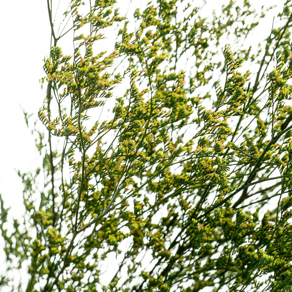 ФОТО КАРТИНКИ ЗОБРАЖЕННЯ Декоративна гілка Зелена, стабілізована BOHODAR 8213-010 РОЗДРІБ ОПТ ГУРТ ГУРТОМ ОПТОМ! З ЄВРОПИ! ЯКІСТЬ! Купити Львів Характеристики Ціна Оплата Доставка "БОГОДАР" ІНТЕРНЕТ-МАГАЗИН Огляд Рейтинг Порівняння Як вибрати Якісний