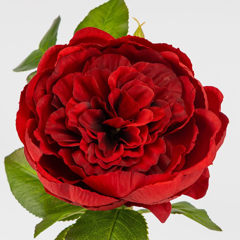 ФОТО КАРТИНКИ ЗОБРАЖЕННЯ Троянда піоновидна, червона, 61 см BOHODAR 2026-018/red РОЗДРІБ ОПТ ГУРТ ГУРТОМ ОПТОМ! З ЄВРОПИ! ЯКІСТЬ! Купити Львів Характеристики Ціна Оплата Доставка "БОГОДАР" ІНТЕРНЕТ-МАГАЗИН Огляд Рейтинг Порівняння Як вибрати Якісний