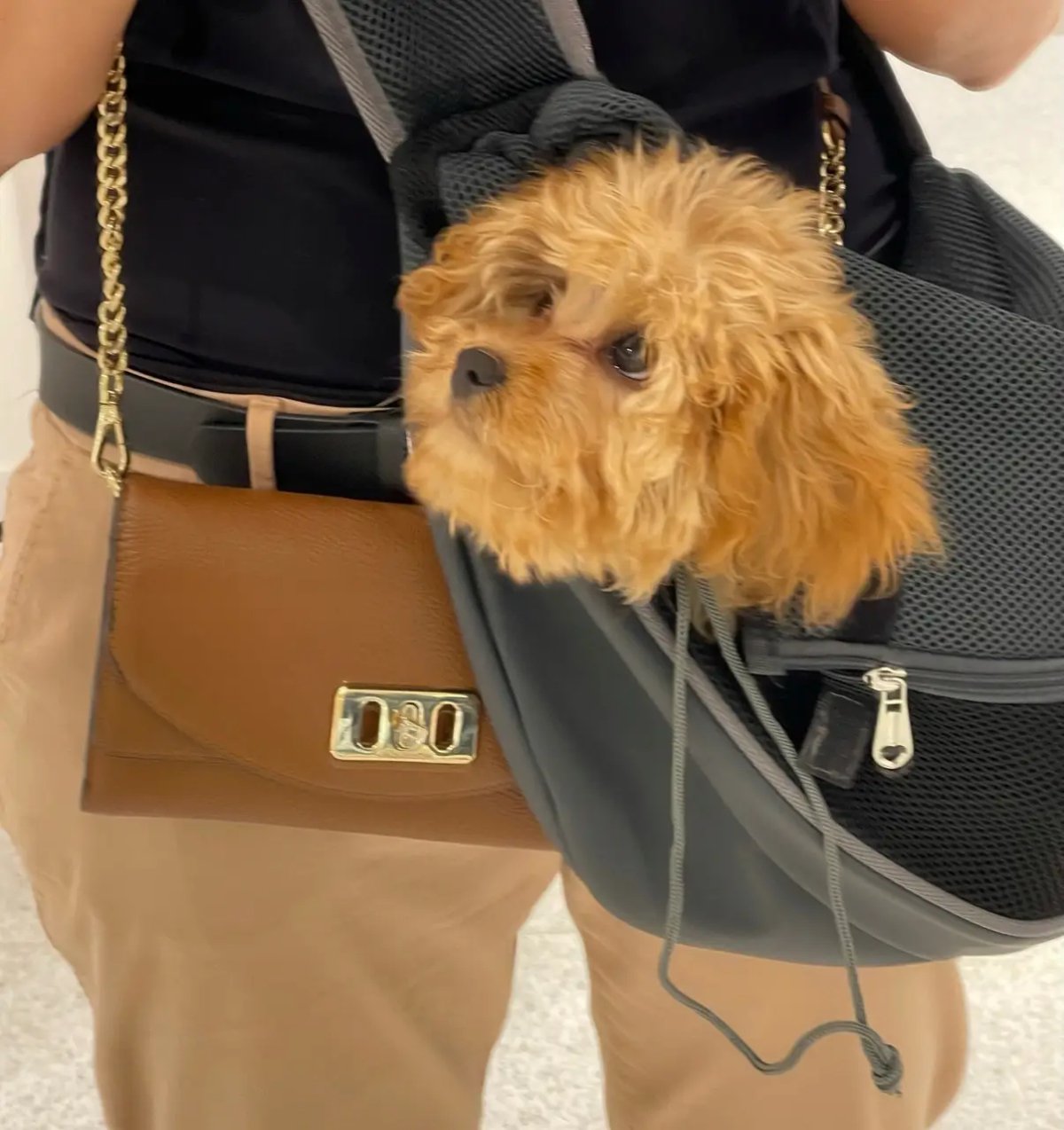 ФОТО КАРТИНКИ ЗОБРАЖЕННЯ Сумка-рюкзак для тварин Reverse сірий tl101 grey РОЗДРІБ ОПТ ГУРТ ГУРТОМ ОПТОМ! З ЄВРОПИ! ЯКІСТЬ! Купити Львів Характеристики Ціна Оплата Доставка "БОГОДАР" ІНТЕРНЕТ-МАГАЗИН Огляд Рейтинг Порівняння Як вибрати Якісний