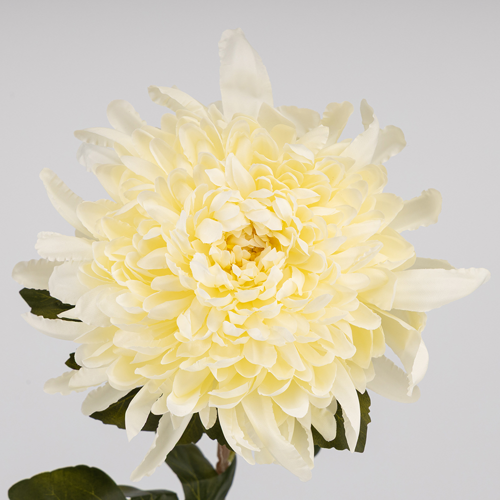 ФОТО КАРТИНКИ ЗОБРАЖЕННЯ Штучна хризантема, кремова, 75 см BOHODAR 2026-012/cream РОЗДРІБ ОПТ ГУРТ ГУРТОМ ОПТОМ! З ЄВРОПИ! ЯКІСТЬ! Купити Львів Характеристики Ціна Оплата Доставка "БОГОДАР" ІНТЕРНЕТ-МАГАЗИН Огляд Рейтинг Порівняння Як вибрати Якісний