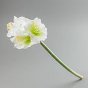 ФОТО КАРТИНКИ ЗОБРАЖЕННЯ Амариліс білий, 61 см BOHODAR 098F/white РОЗДРІБ ОПТ ГУРТ ГУРТОМ ОПТОМ! З ЄВРОПИ! ЯКІСТЬ! Купити Львів Характеристики Ціна Оплата Доставка "БОГОДАР" ІНТЕРНЕТ-МАГАЗИН Огляд Рейтинг Порівняння Як вибрати Якісний