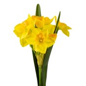 ФОТО КАРТИНКИ ЗОБРАЖЕННЯ Букет нарцисів “Весняне пробудження”, жовтий, 56 см BOHODAR 9214-002 РОЗДРІБ ОПТ ГУРТ ГУРТОМ ОПТОМ! З ЄВРОПИ! ЯКІСТЬ! Купити Львів Характеристики Ціна Оплата Доставка "БОГОДАР" ІНТЕРНЕТ-МАГАЗИН Огляд Рейтинг Порівняння Як вибрати Якісний